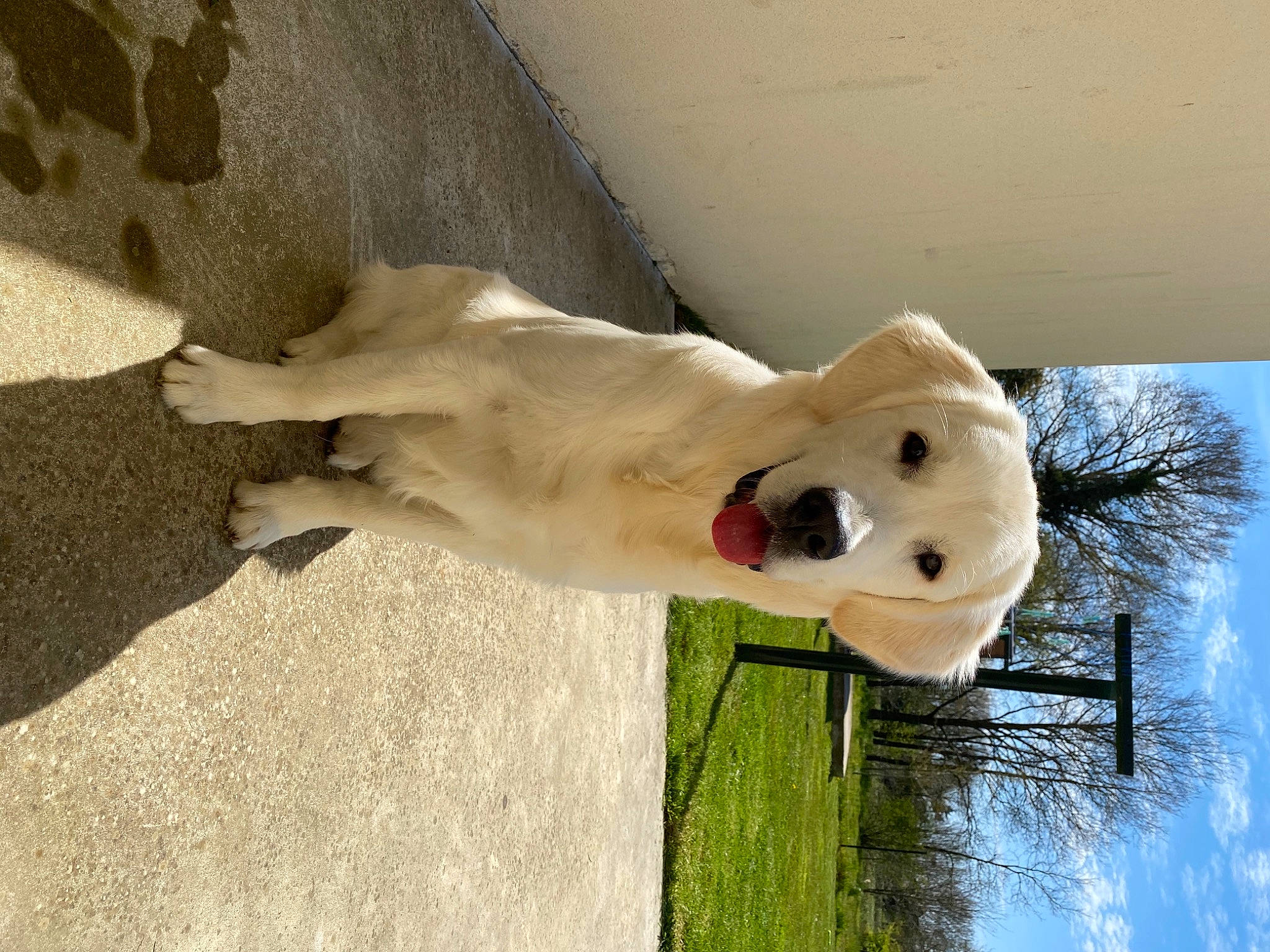 Reggie participe au concours pour gagner de l'argent avec cette photo : art, canidae, carnivore, dog, dog_breed, fawn, fur, grass, plant, sky, snout, sporting_group, tail, terrestrial_animal, tree, wildlife, window, wood, working_animal