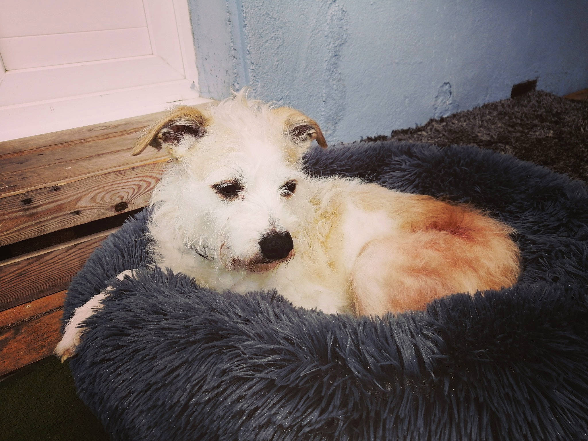 Moka a rejoint le concours — aidez-le/la à gagner de superbes lots ! berger_blanc_suisse, canidae, carnivore, companion_dog, dog, dog_breed, fur, great_pyrenees, mammal, old_english_sheepdog, puppy, rare_breed_dog, vertebrate