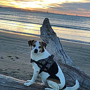 Burpeez a rejoint le concours — aidez-le/la à gagner de superbes lots ! dog, beach, sunset, driftwood, harness, sand, water, sky, clouds, waves, outdoor, animal, pet, nature, calm, evening, seascape, white, brown, black