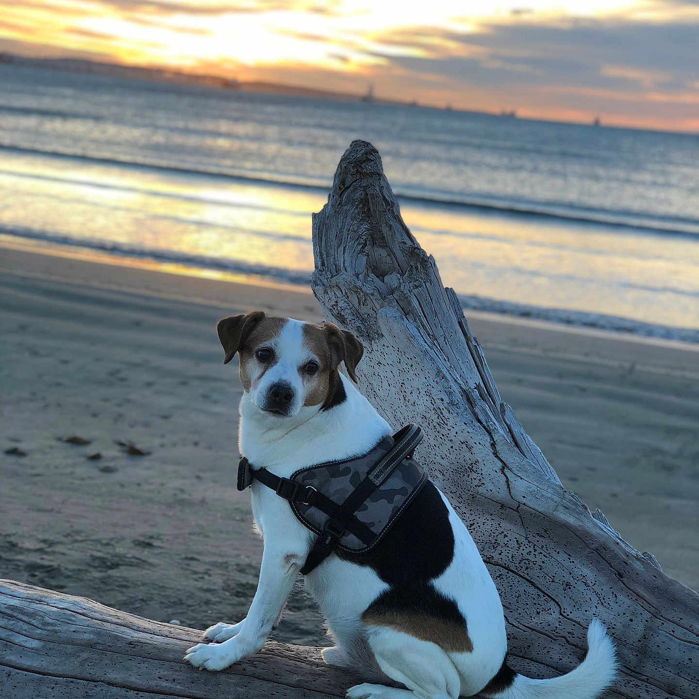 Burpeez a rejoint le concours — aidez-le/la à gagner de superbes lots ! animal, beach, black, brown, calm, clouds, dog, driftwood, evening, harness, nature, outdoor, pet, sand, seascape, sky, sunset, water, waves, white