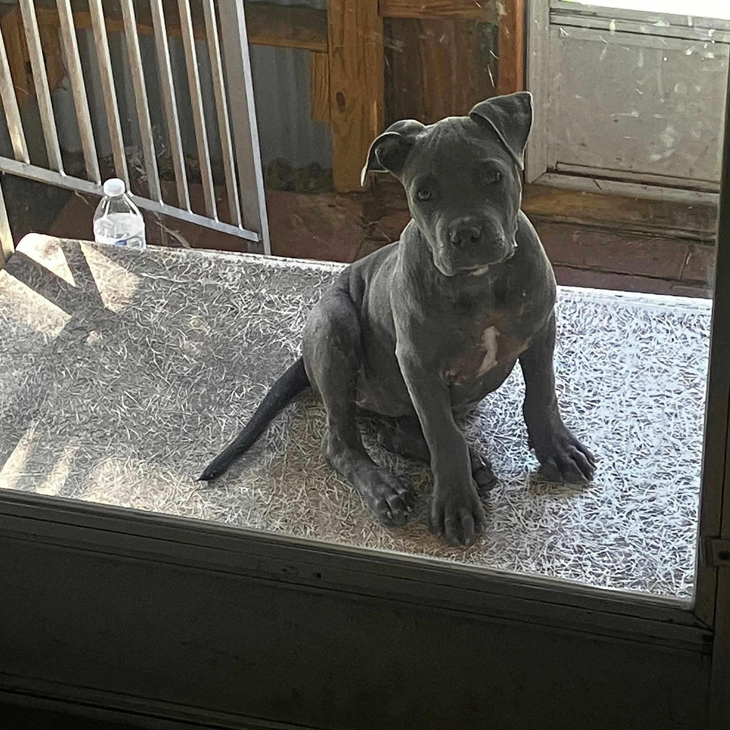 Capp joined the competition — help win amazing prizes! animal, curious, dog, domestic_animal, door, floor, glass_door, gray_dog, home, indoor_outdoor, looking, mat, pet, plastic_bag, puppy, shadow, sitting, sunlight, wooden_background, young_dog