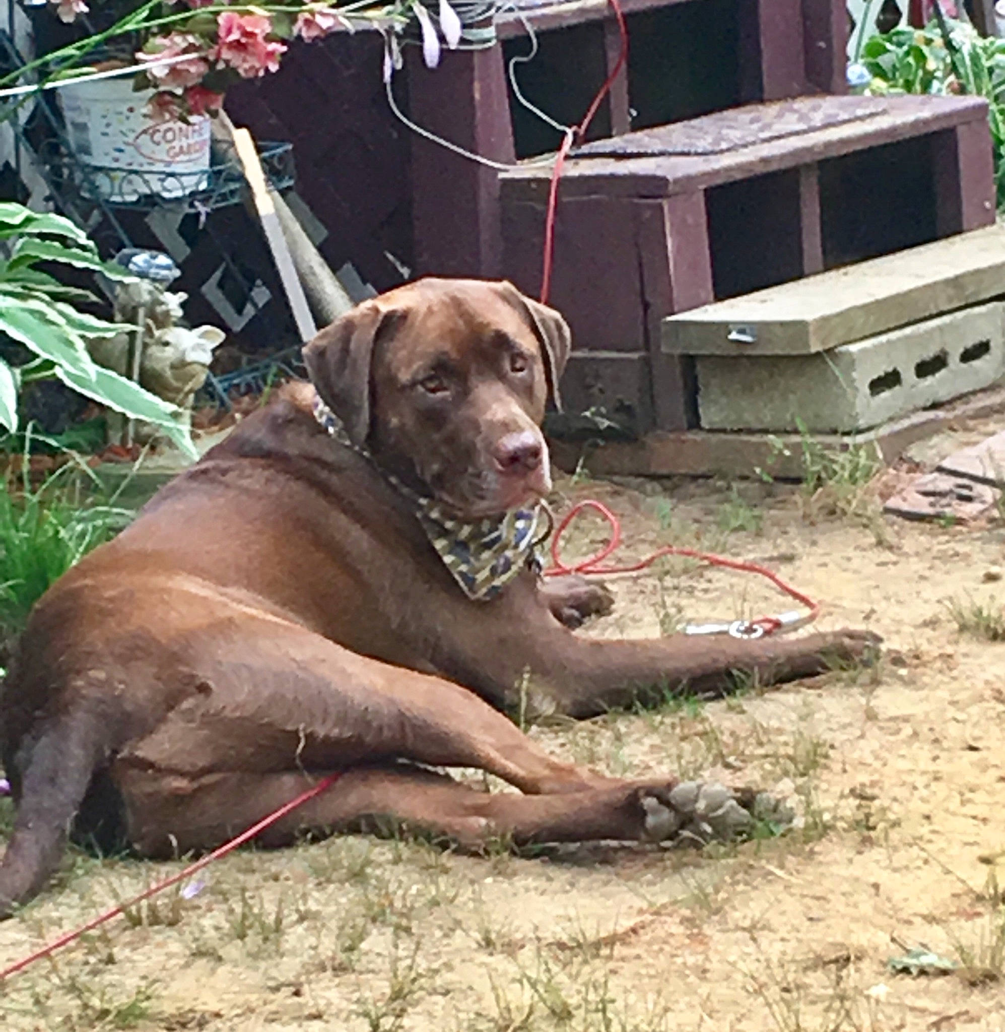 Hope is registered to the contest to win money with this photo: canidae, carnivore, collar, companion_dog, dog, dog_breed, dog_collar, fawn, flowerpot, grass, guard_dog, liver, plant, snout, soil, sporting_group, tail, wildlife, working_animal, working_dog