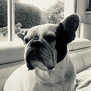 Ringo participe au concours pour gagner de l'argent avec cette photo : dog, french_bulldog, pet, indoor, cozy, blanket, window, monochrome, black_and_white, fur, sitting, portrait, animal, companion, cute, relaxed, home, couch, snout, ears