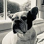 dog, french_bulldog, pet, indoor, cozy, blanket, window, monochrome, black_and_white, fur, sitting, portrait, animal, companion, cute, relaxed, home, couch, snout, ears