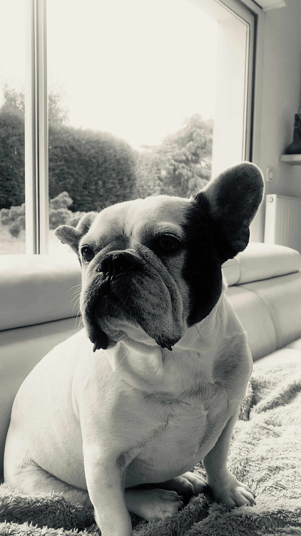 Ringo participe au concours pour gagner de l'argent avec cette photo : dog, french_bulldog, pet, indoor, cozy, blanket, window, monochrome, black_and_white, fur, sitting, portrait, animal, companion, cute, relaxed, home, couch, snout, ears