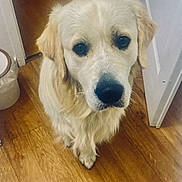 Volt participe au concours pour gagner de l'argent avec cette photo : dog, golden_retriever, pet, animal, indoor, wooden_floor, looking_up, canine, mammal, companion, cute, fur, ears, nose, expression, waiting, domestic, friendly, portrait, house