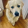 dog, golden_retriever, pet, animal, indoor, wooden_floor, looking_up, canine, mammal, companion, cute, fur, ears, nose, expression, waiting, domestic, friendly, portrait, house