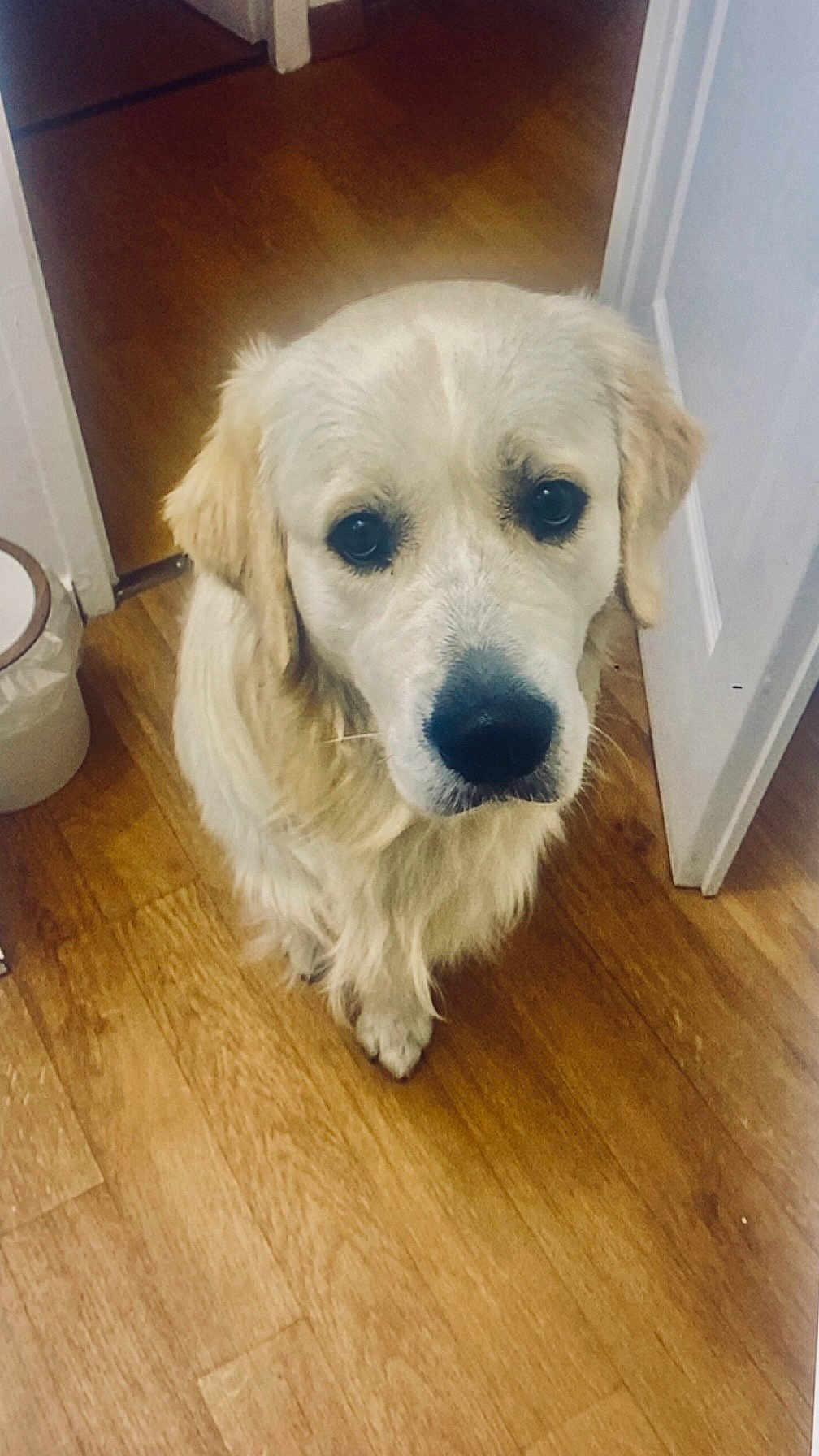 Volt participe au concours pour gagner de l'argent avec cette photo : dog, golden_retriever, pet, animal, indoor, wooden_floor, looking_up, canine, mammal, companion, cute, fur, ears, nose, expression, waiting, domestic, friendly, portrait, house