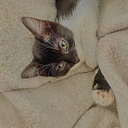 Paillette a rejoint le concours — aidez-le/la à gagner de superbes lots ! cat, black_and_white, blanket, cozy, sleepy, paw, fur, pet, cute, indoor, resting, snuggled, animal, soft, warm, relaxed, whiskers, face, small, comfort