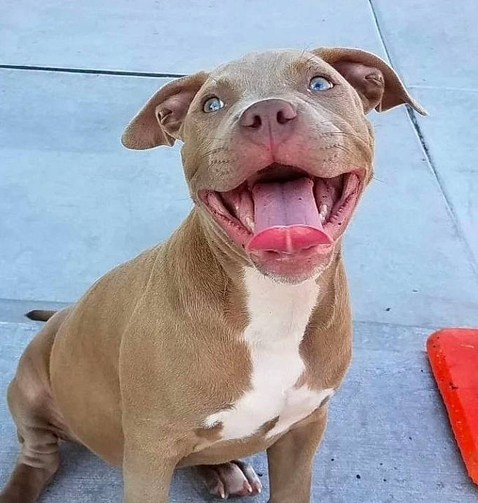 Camille is registered to the contest to win money with this photo: ancient_dog_breeds, carnivore, collar, companion_dog, dog, dog_breed, dog_collar, fawn, liver, non_sporting_group, snout, sporting_group, terrestrial_animal, whiskers, working_animal, wrinkle