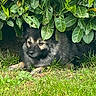 animal, black, bush, calm, canine, cute, dog, fur, grass, greenery, hideout, leaves, nature, outdoor, pet, portrait, quiet, resting, shade, tan