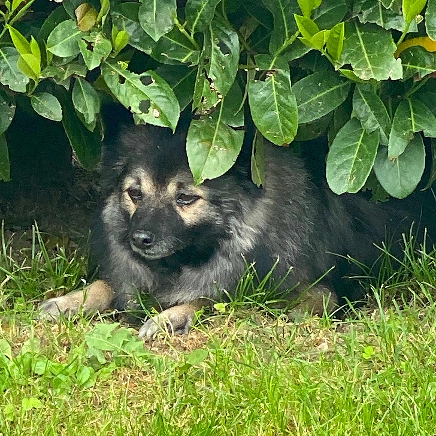 Nala