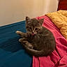 kitten, cat, pet, indoor, bed, blanket, sheet, fur, licking, cute, animal, small, cozy, resting, feline, young, domestic, tabby, whiskers, ears