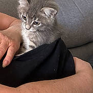 Speedy a rejoint le concours — aidez-le/la à gagner de superbes lots ! kitten, cat, gray_fur, whiskers, human_hand, black_cloth, cuddle, closeup, pet, fur, animal, cute, indoor, soft, young_animal, resting, cozy, domestic_cat, feline, comfort