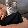 kitten, cat, gray_fur, whiskers, human_hand, black_cloth, cuddle, closeup, pet, fur, animal, cute, indoor, soft, young_animal, resting, cozy, domestic_cat, feline, comfort