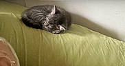 Speedy a rejoint le concours — aidez-le/la à gagner de superbes lots ! cat, kitten, sleeping, couch, green_couch, indoor, pet, feline, resting, fur, animal, domestic_animal, closeup, cozy, home, wall, ear, glasses, human, photo_interface