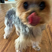 Jackson joined the competition — help win amazing prizes! animal, blurry, canine, close_up, cute, dog, domestic, fur, fur_texture, house, indoor, licking_nose, mammal, pet, playful, small_dog, standing, tongue, tongue_out, wooden_floor