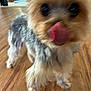 animal, blurry, canine, close_up, cute, dog, domestic, fur, fur_texture, house, indoor, licking_nose, mammal, pet, playful, small_dog, standing, tongue, tongue_out, wooden_floor