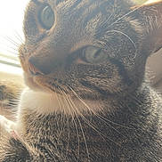 Minnie is registered to the contest to win money with this photo: cat, tabby, close_up, fur, whiskers, green_eyes, pet, animal, indoor, soft_light, portrait, feline, cute, relaxed, mammal, domestic, nature, warm, face, detail