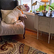 Lucy is registered to the contest to win money with this photo: dog, armchair, window, lamp, plant, cabinet, rug, wooden_floor, decor, cushion, indoor, pet, relaxing, white_dog, home, cozy, table_lamp, ornament, tennis_ball, decorative_bird