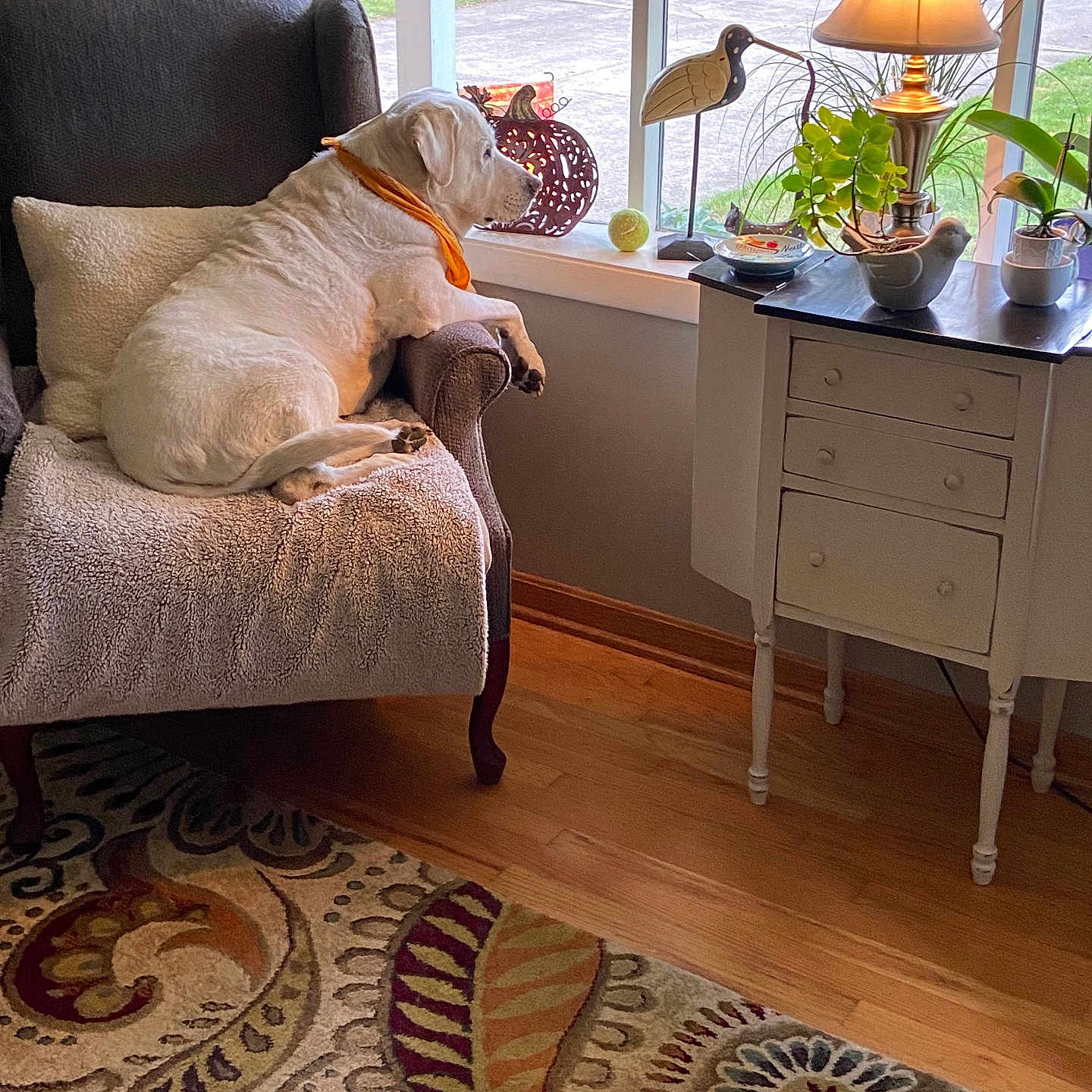 Lucy is registered to the contest to win money with this photo: armchair, cabinet, cozy, cushion, decor, decorative_bird, dog, home, indoor, lamp, ornament, pet, plant, relaxing, rug, table_lamp, tennis_ball, white_dog, window, wooden_floor
