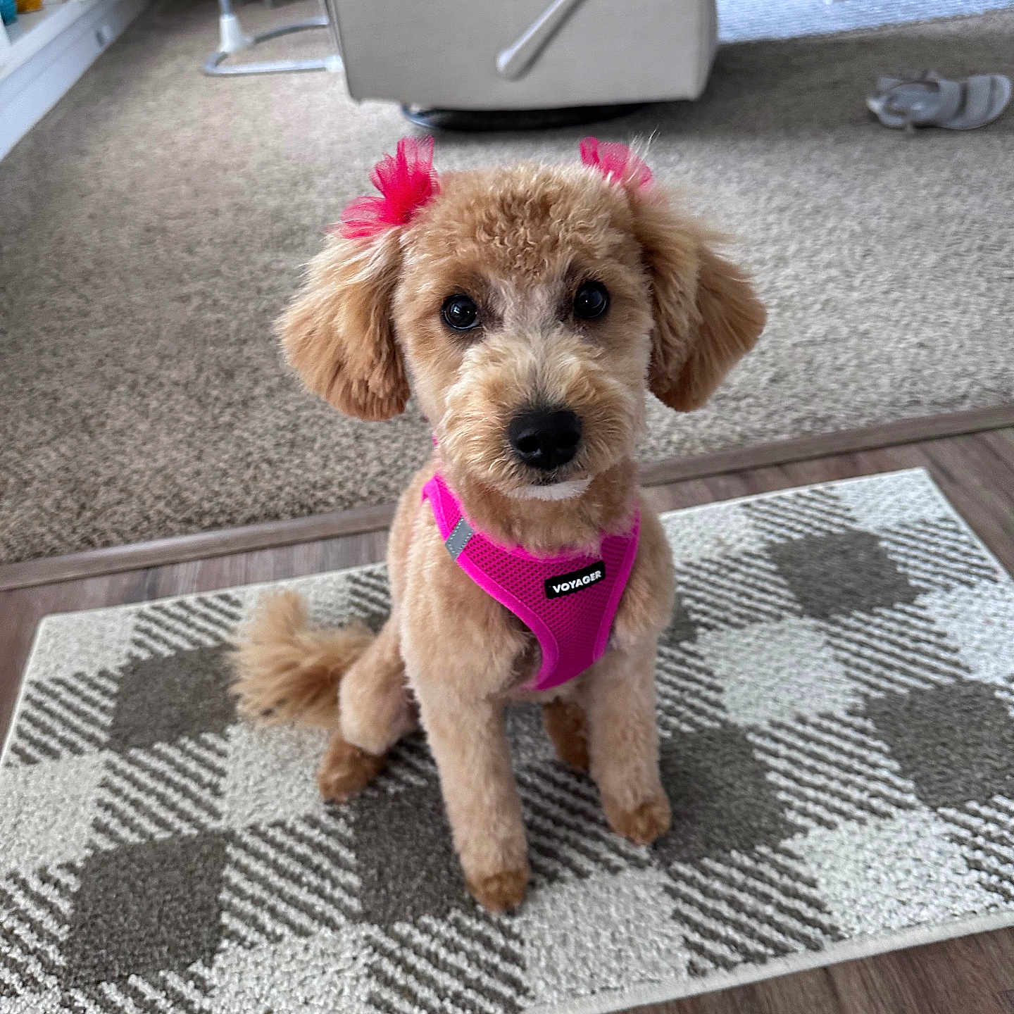 Bella Jane is registered to the contest to win money with this photo: animal, architecture, building, canine, chair, clothing, cushion, dog, footwear, furniture, homedecor, indoors, livingroom, pet, poodle, puppy, room, rug, shoe, terrier