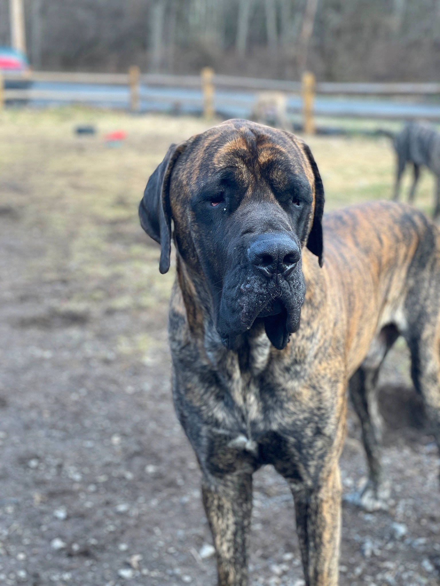 Major is registered to the contest to win money with this photo: biting, canidae, carnivore, dog, dog_breed, fawn, fence, guard_dog, hunting_dog, non_sporting_group, snout, sporting_group, terrestrial_animal, treeing_tennessee_brindle, working_animal, working_dog