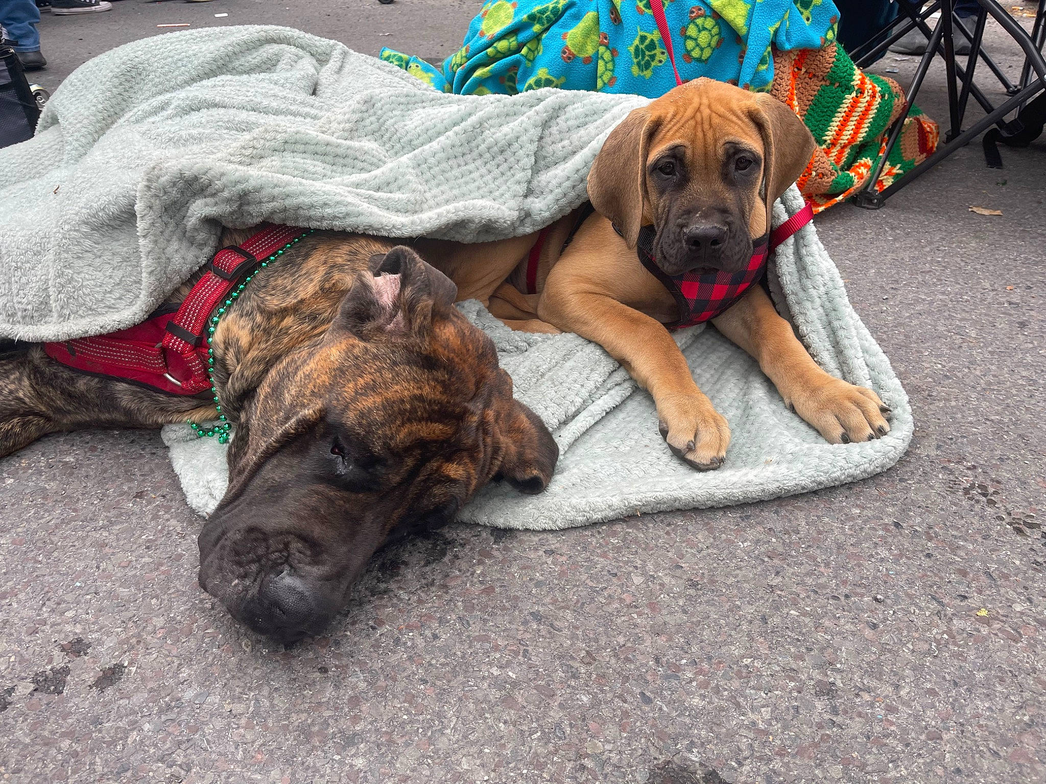 Walker joined the competition — help win amazing prizes! canidae, carnivore, collar, comfort, companion_dog, dog, dog_breed, dog_collar, dog_supply, fawn, guard_dog, pet_supply, road_surface, snout, sporting_group, terrestrial_animal, treeing_tennessee_brindle, working_animal, working_dog, wrinkle