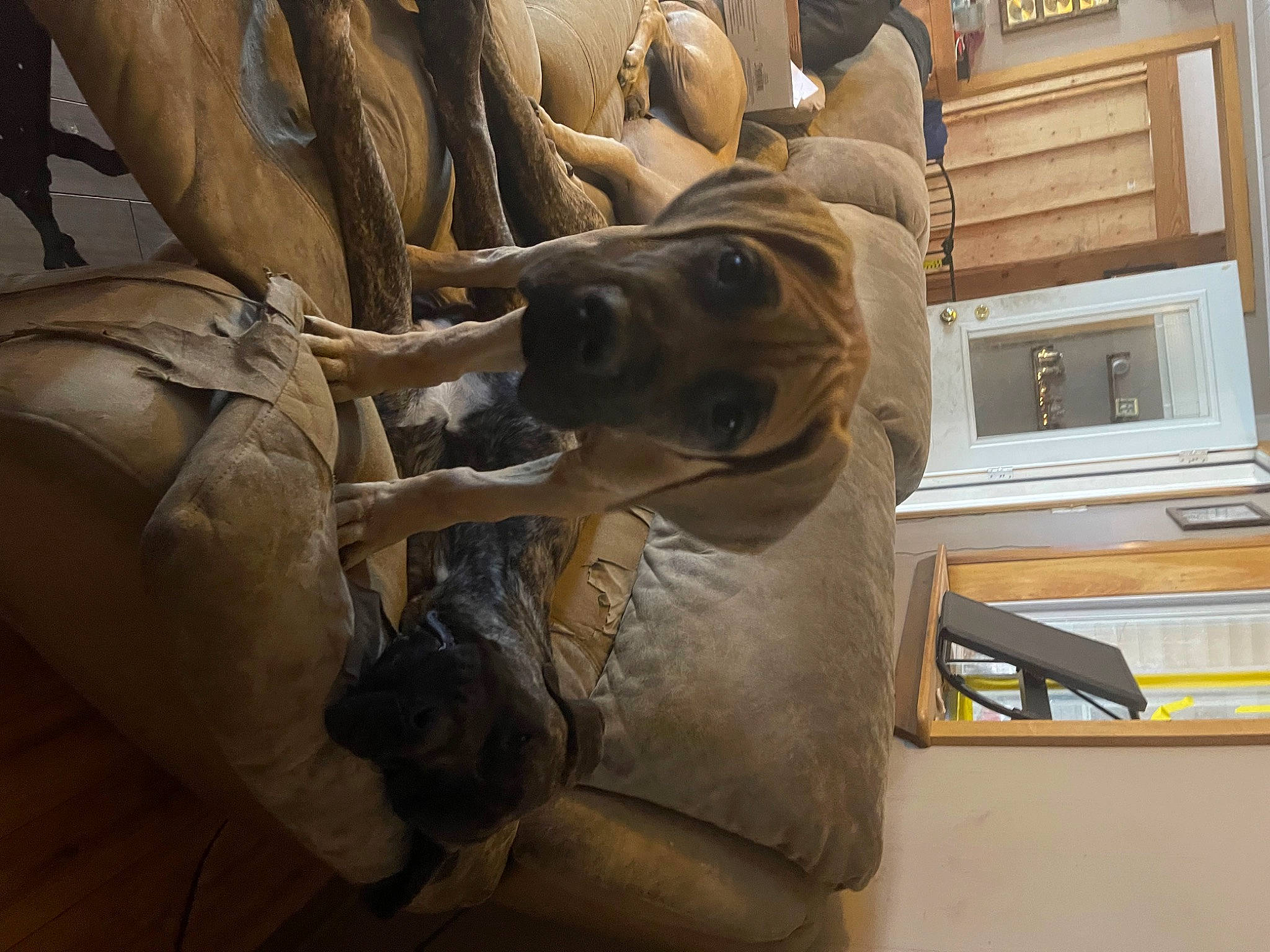 Walker joined the competition — help win amazing prizes! art, canidae, carnivore, carving, comfort, companion_dog, dog, dog_breed, fawn, fur, metal, room, sculpture, snout, sporting_group, tourist_attraction, wood, working_animal, wrinkle