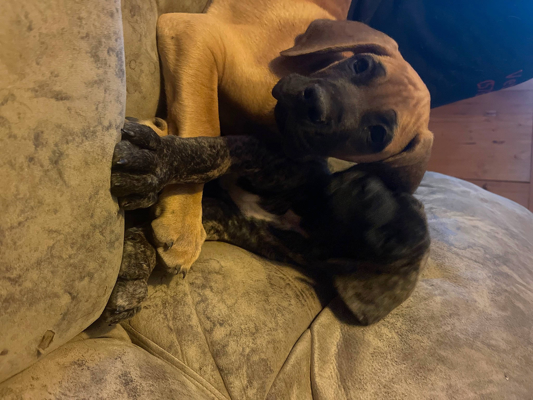 Walker is registered to the contest to win money with this photo: art, artifact, bedrock, big_cats, carnivore, comfort, companion_dog, dog, dog_breed, fawn, felidae, human_body, landscape, rock, sculpture, snout, statue, terrestrial_animal, wood, wrinkle