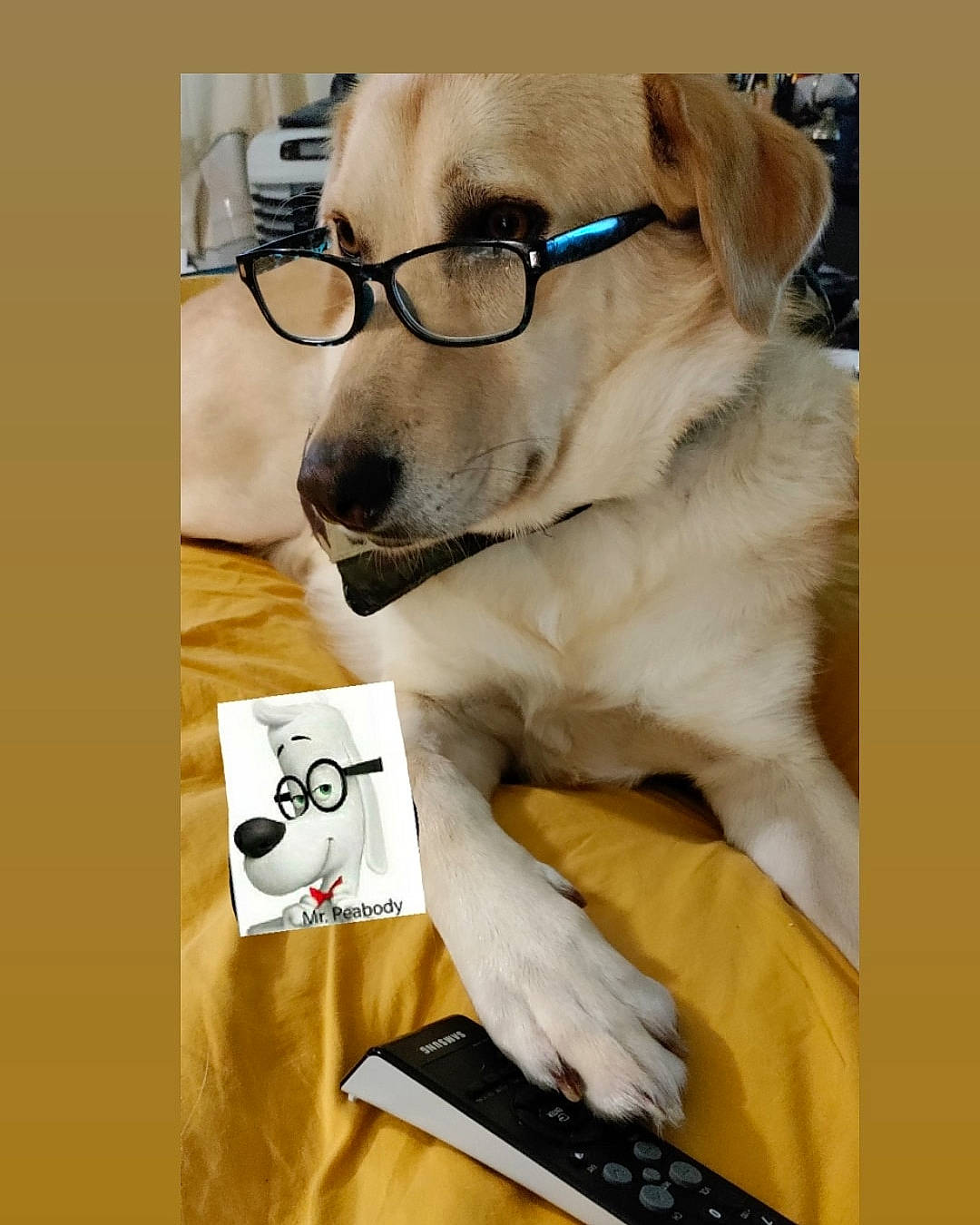 Kato joined the competition — help win amazing prizes! carnivore, collar, comfort, companion_dog, dog, dog_breed, dog_collar, ear, eyewear, fawn, font, fur, glasses, pet_supply, photo_caption, selfie, snout, vision_care, whiskers, working_animal