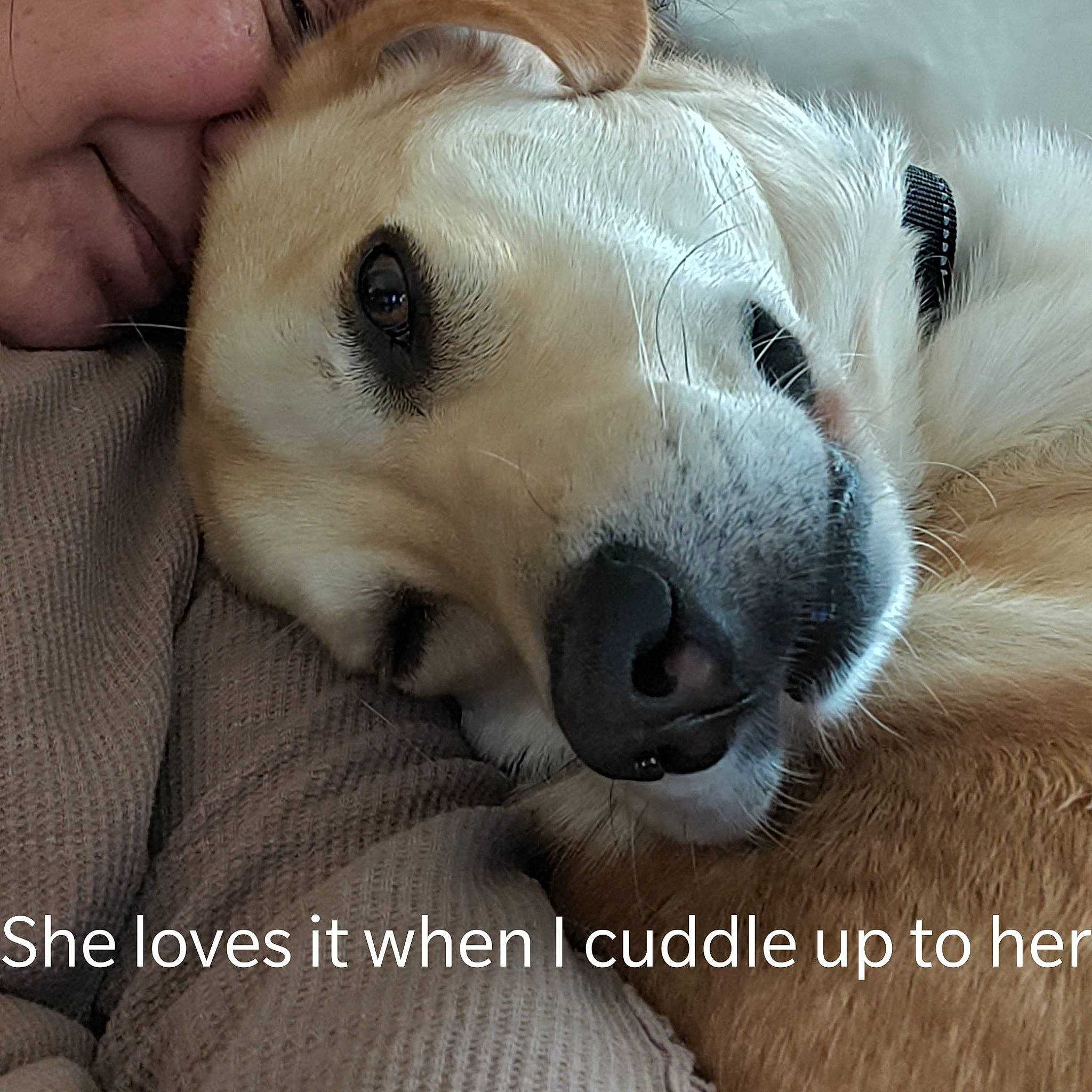 Kato is registered to the contest to win money with this photo: canidae, carnivore, collar, companion_dog, dog, dog_breed, font, fur, labrador_retriever, nail, non_sporting_group, paw, pet_supply, photo_caption, photography, puppy_love, snout, terrestrial_animal, whiskers, working_animal