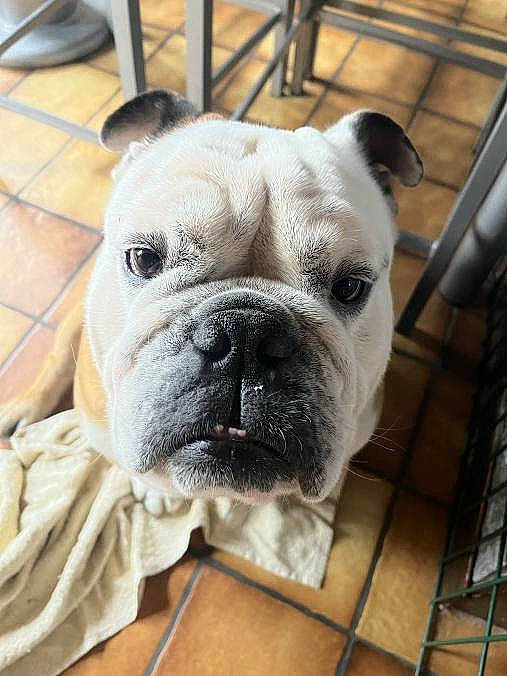Roky participe au concours pour gagner de l'argent avec cette photo : bulldog, canidae, carnivore, comfort, companion_dog, dog, dog_breed, fawn, fence, flooring, fur, molosser, non_sporting_group, snout, sporting_group, terrestrial_animal, toy_dog, whiskers, working_animal, wrinkle