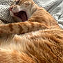 cat, ginger_cat, orange_tabby, yawning, pet, feline, fur, bed, blanket, cozy, close_up, portrait, whiskers, mouth_open, relaxed, indoor, soft_texture, striped, nap, cute