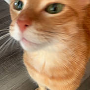 Hobbes joined the competition — help win amazing prizes! orange_cat, ginger_cat, cat, pet, feline, close_up, blurred, indoor, portrait, whiskers, green_eyes, paws, fur, domestic_cat, curious, nose, hardwood_floor, standing, floor, candid