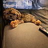 puppy, dog, couch, blanket, controller, relaxing, fur, pet, indoor, cozy, cute, animal, sleepy, home, comfort, small_dog, brown_fur, laying_down, paw, companion