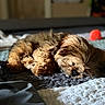 puppy, dog, sleeping, bed, quilt, fur, pet, cozy, indoor, soft_light, closeup, adorable, animal, resting, cute, toy, orange_ball, blurred_background, peaceful, small_dog