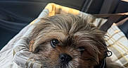 Smokey joined the competition — help win amazing prizes! animal, car_interior, carrier, closeup, cozy, cute, dog, domestic_animal, fur, pet, plaid, portrait, puppy, resting, seatbelt, small_dog, sunlight, tired, travel, window