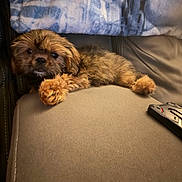 Smokey is registered to the contest to win money with this photo: puppy, dog, couch, blanket, fur, pet, indoor, relaxing, sleepy, cozy, brown, curly_fur, arm, controller, living_room, furniture, close_up, cute, young_dog, resting