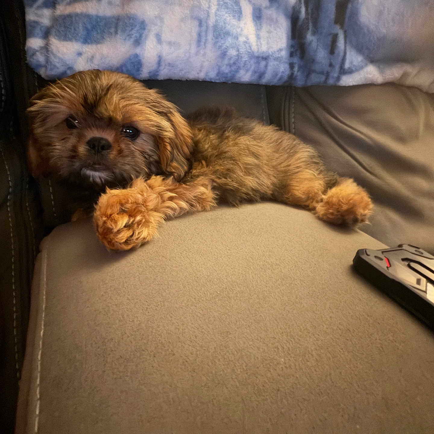 Smokey is registered to the contest to win money with this photo: puppy, dog, couch, blanket, fur, pet, indoor, relaxing, sleepy, cozy, brown, curly_fur, arm, controller, living_room, furniture, close_up, cute, young_dog, resting