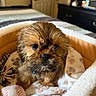 Smokey is registered to the contest to win money with this photo: puppy, dog, bed, toy, baseball, blanket, indoor, fur, cute, pet, cozy, brown, small_dog, collar, soft, animal, face, eyes, closeup, home