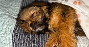 Smokey is registered to the contest to win money with this photo: puppy, sleeping, blanket, quilt, fur, cozy, pet, cute, indoors, resting, animal, brown_fur, soft, paw_prints, nap, closeup, bed, adorable, fur_paw, young_dog