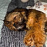 puppy, sleeping, blanket, quilt, fur, cozy, pet, cute, indoors, resting, animal, brown_fur, soft, paw_prints, nap, closeup, bed, adorable, fur_paw, young_dog