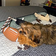 Smokey is registered to the contest to win money with this photo: puppy, dog, toy, football_toy, bed, quilt, plush_toy, rope_toy, brown_fur, indoor, cozy, pet, cute, animal, lying_down, bedroom, soft_toys, playful, furniture, sleepy