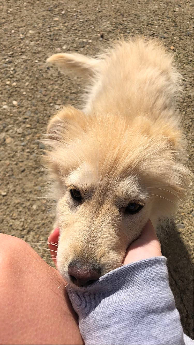 Honaya a rejoint le concours — aidez-le/la à gagner de superbes lots ! ancient_dog_breeds, canidae, canis, carnivore, companion_dog, dog, dog_breed, fawn, fur, german_spitz_mittel, livestock_guardian_dog, non_sporting_group, puppy, sporting_group, street_dog, terrestrial_animal, whiskers, wildlife, working_animal, working_dog