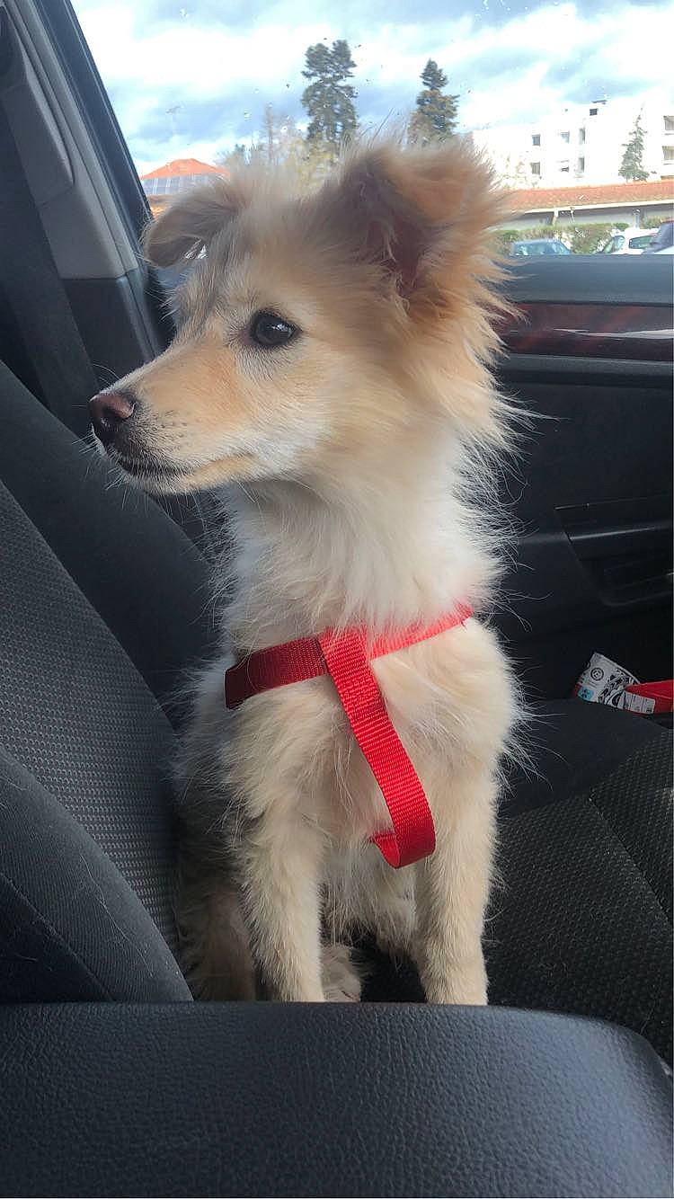 Honaya participe au concours pour gagner de l'argent avec cette photo : canidae, carnivore, cloud, collar, companion_dog, dog, dog_breed, dog_supply, fawn, fur, german_spitz, pomeranian, sky, snout, spitz, sporting_group, toy_dog, volpino_italiano, whiskers, working_animal