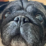 Nouby participe au concours pour gagner de l'argent avec cette photo : animal, black, canine, close_up, cute, dog, domestic_animal, eyes, face, fur, gray, indoors, macro, nose, pet, portrait, pug, snout, whiskers, wrinkles