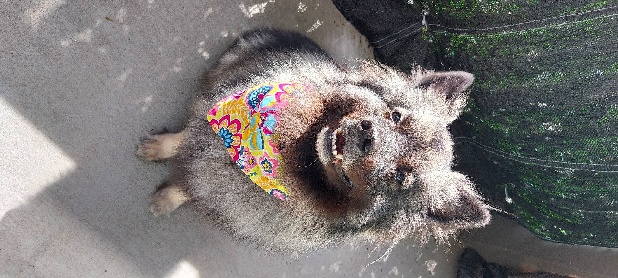 Odin joined the competition — help win amazing prizes! canidae, canis, carnivore, companion_dog, concrete, dog, dog_breed, dog_supply, fawn, fur, paw, road_surface, snout, sporting_group, street_dog, terrestrial_animal, whiskers, wildlife, working_animal, working_dog