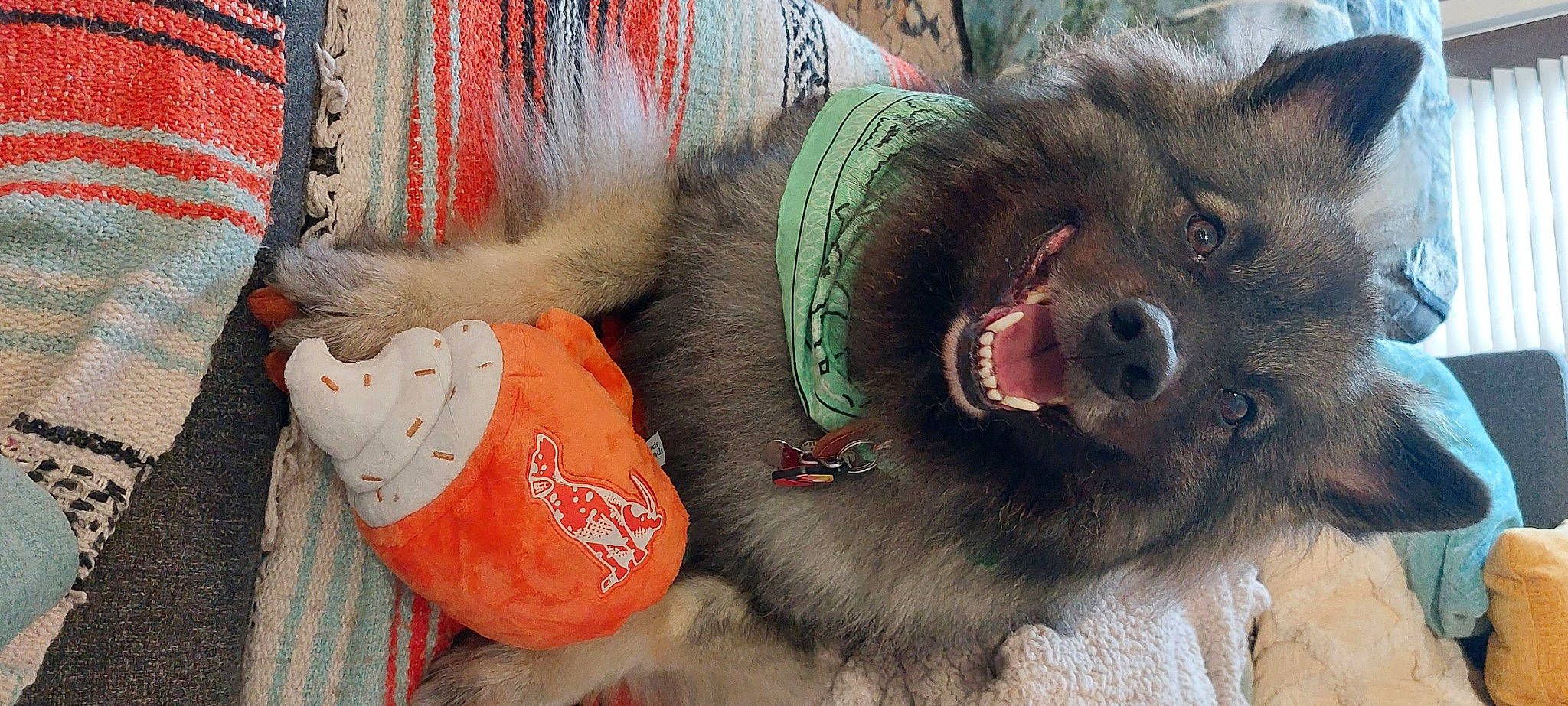 Odin joined the competition — help win amazing prizes! canidae, carmine, carnivore, claw, companion_dog, dog_breed, fang, foot, fur, mammal, paw, small_to_medium_sized_cats, snout, sporting_group, tail, terrestrial_animal, vertebrate, whiskers, working_animal, yawn