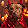 Finn And Cinnamon is registered to the contest to win money with this photo: animal, brown_dog, candles, close_up, costume, cute, decoration, devil_horns, dog, face, halloween, holiday, indoors, jack_o_lantern, pet, portrait, red_cape, serious, spooky, trident